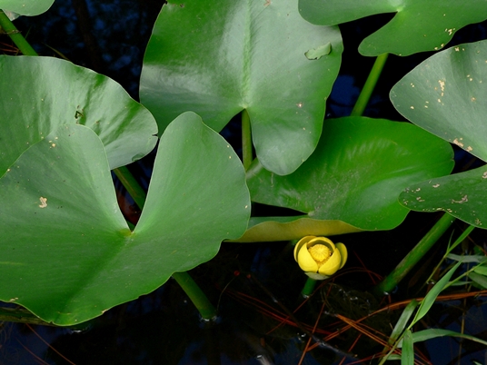{Nuphar advena}
